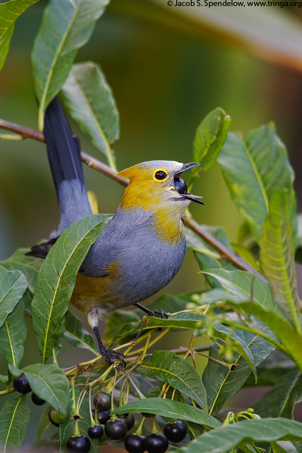 Long-tailed Silky-flycatcher