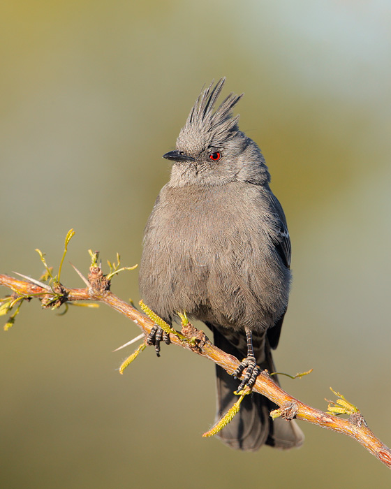 Phainopepla