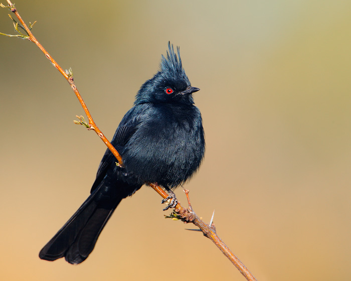 Phainopepla