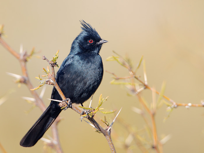 6286_Phainopepla_04-12-2008_5.jpg