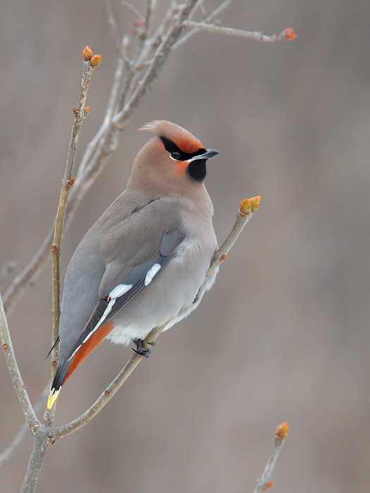 Bohemian Waxwing