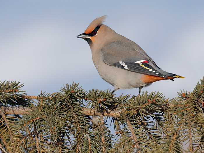 Bohemian Waxwing