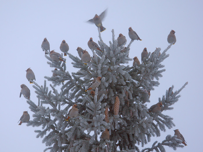 Bohemian Waxwing