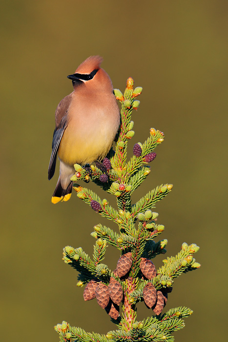 Cedar Waxwing