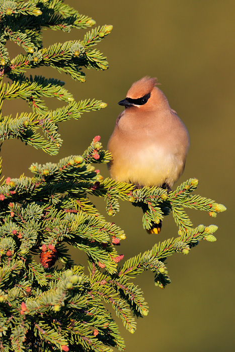 Cedar Waxwing