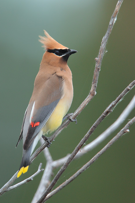 Cedar Waxwing