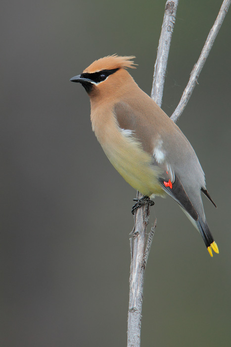 Cedar Waxwing