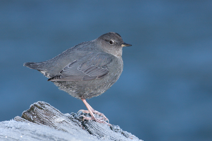 American Dipper