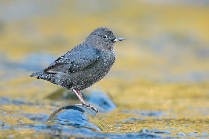 American Dipper