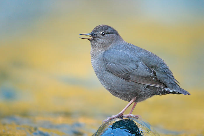 American Dipper