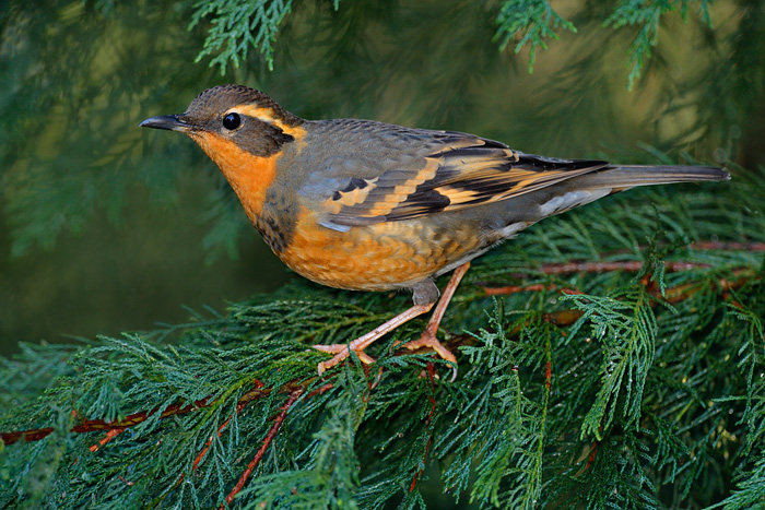 Varied Thrush