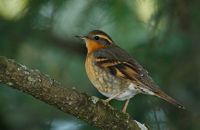 Varied Thrush