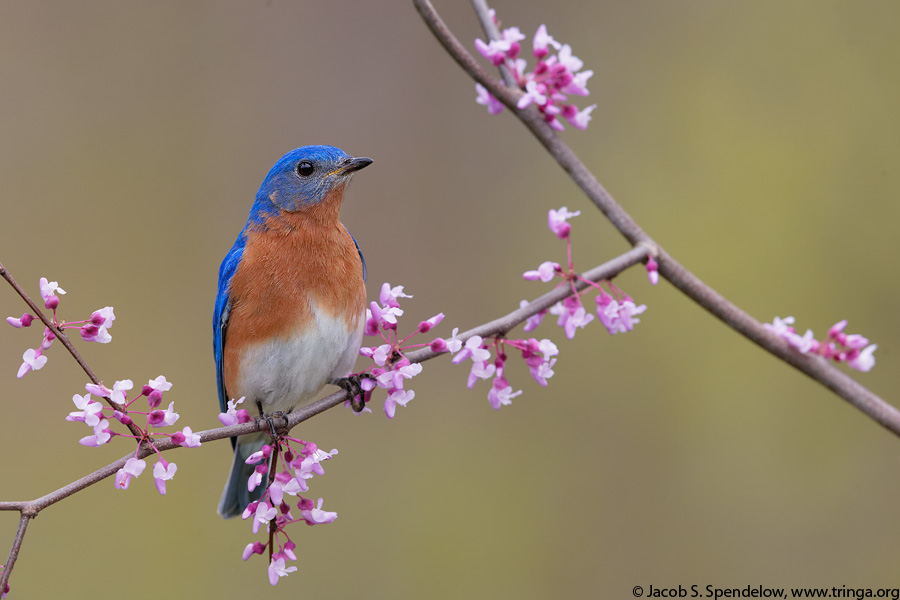 Eastern Bluebird