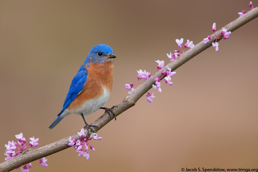 Eastern Bluebird