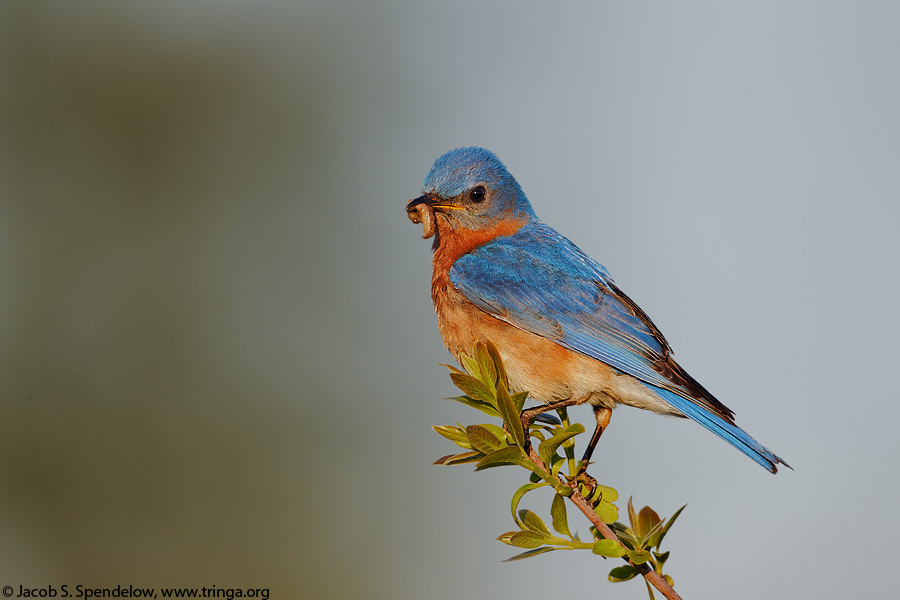 Eastern Bluebird