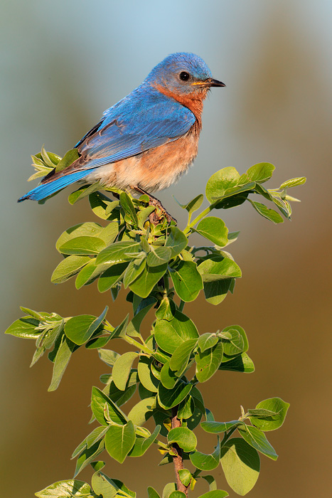 Eastern Bluebird