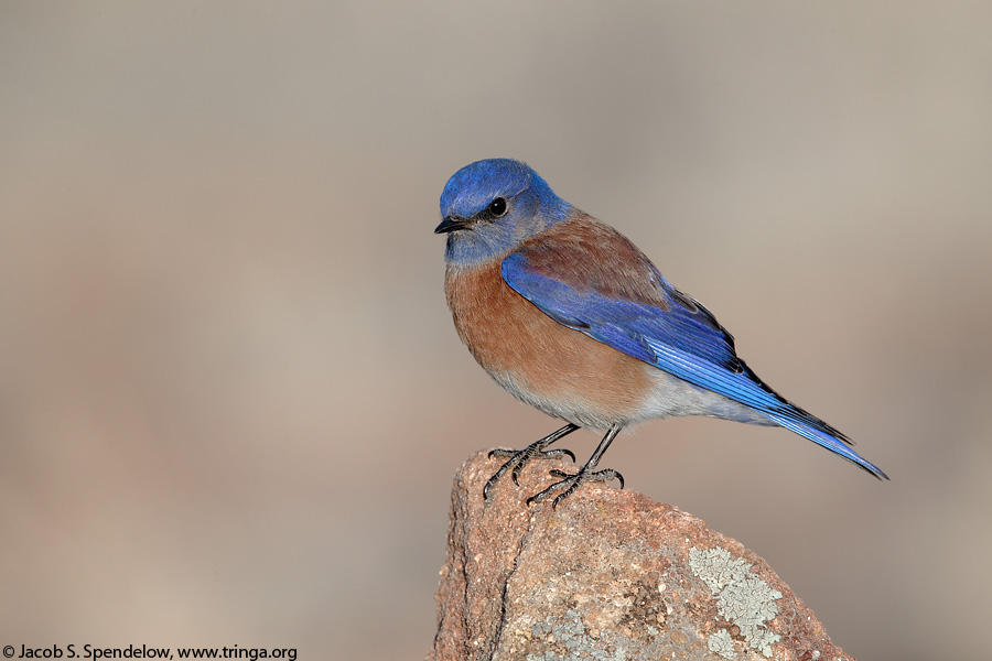 Western Bluebird