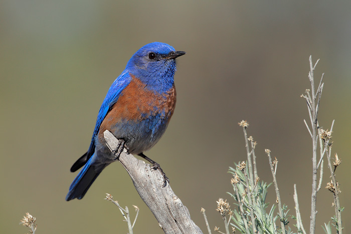 Western Bluebird