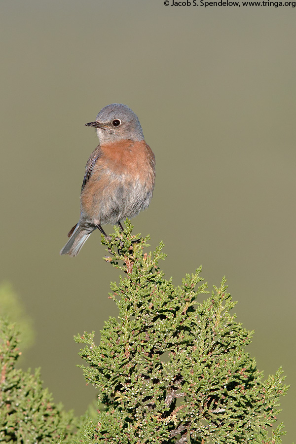 Western Bluebird