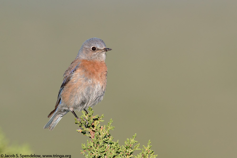 Western Bluebird