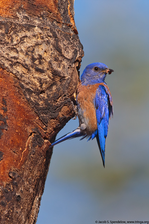 Western Bluebird