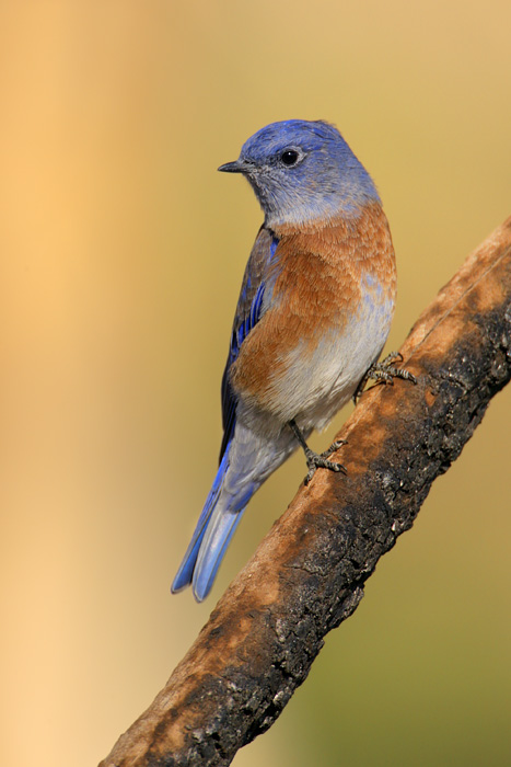 Western Bluebird