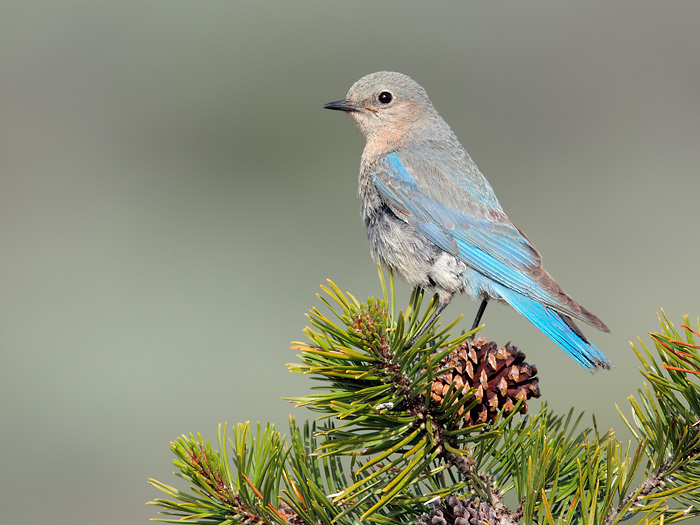 Mountain Bluebird