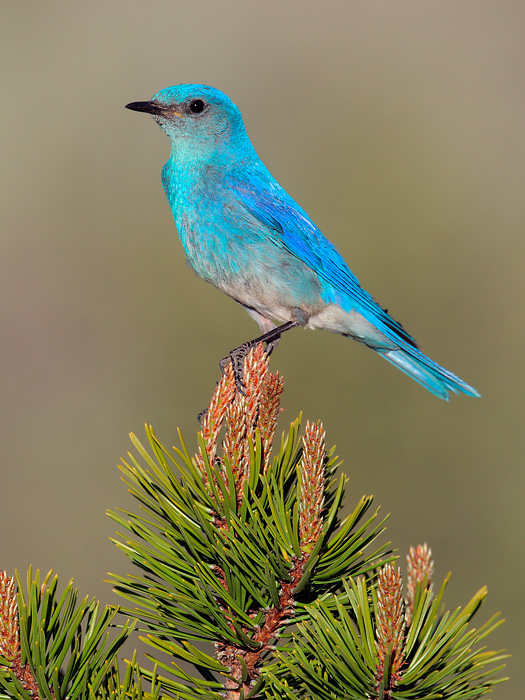 Mountain Bluebird