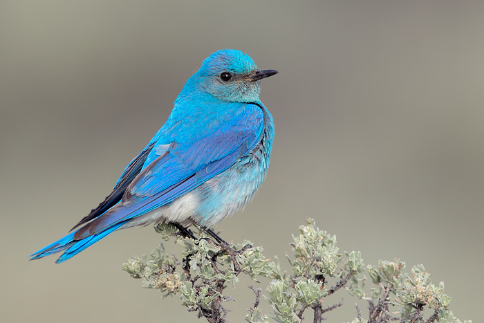 Mountain Bluebird