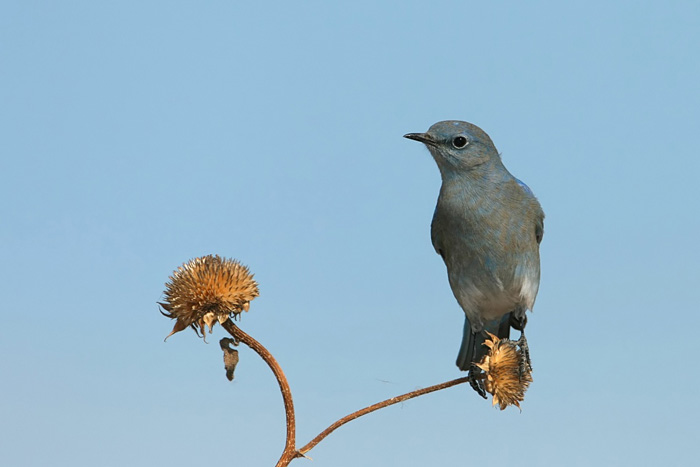 Mountain Bluebird