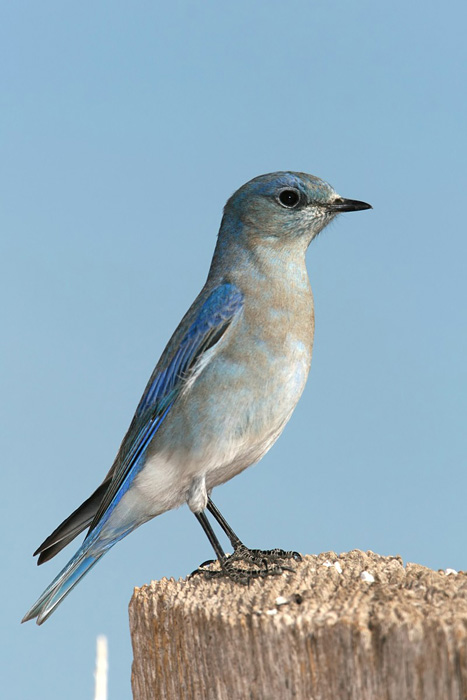 Mountain Bluebird