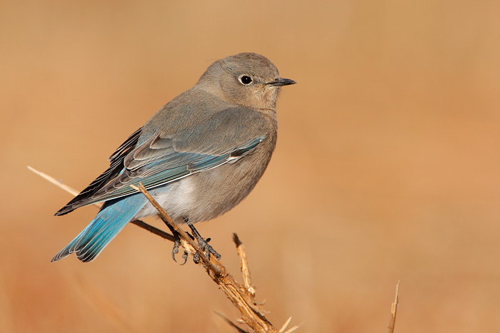 Mountain Bluebird