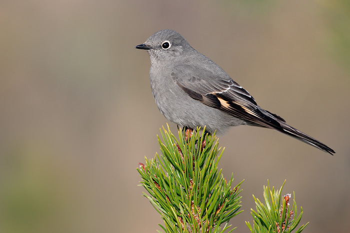 Townsend's Solitaire