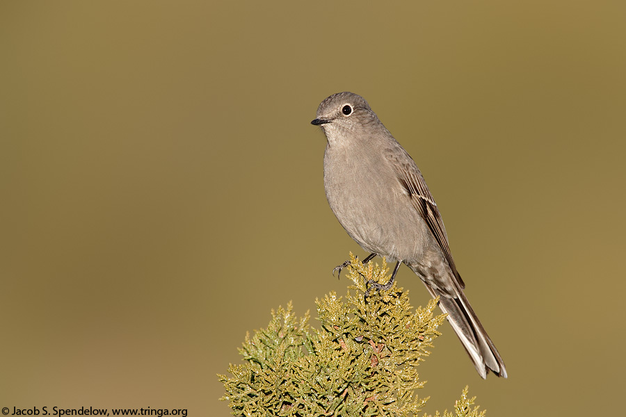 Townsend's Solitaire