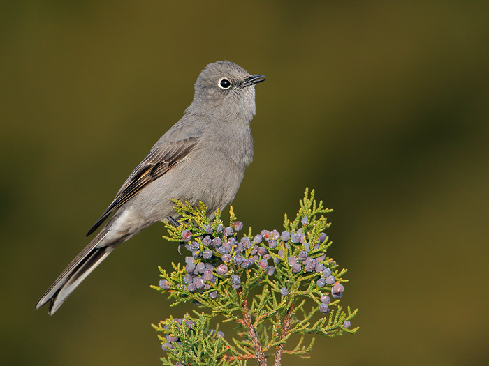 Townsend's Solitaire