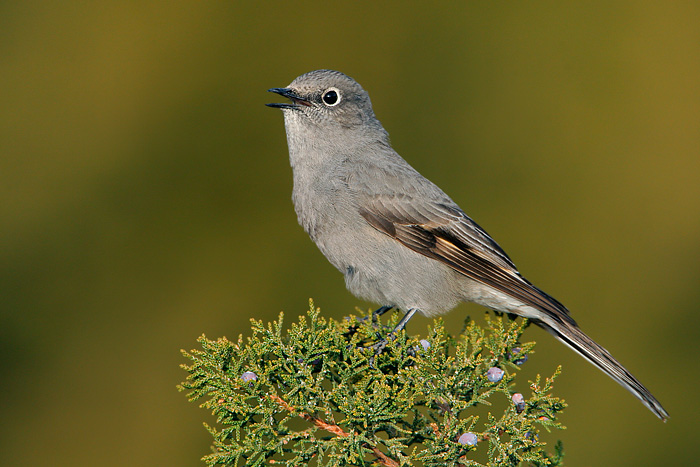 Townsend's Solitaire