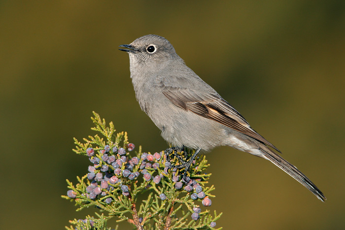 Townsend's Solitaire