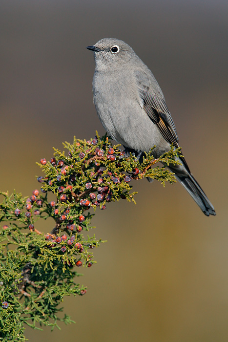 Townsend's Solitaire