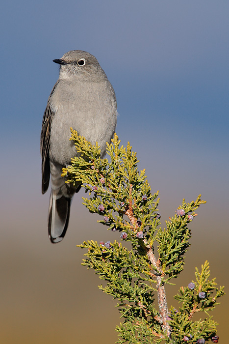 Townsend's Solitaire