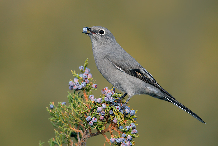 Townsend's Solitaire