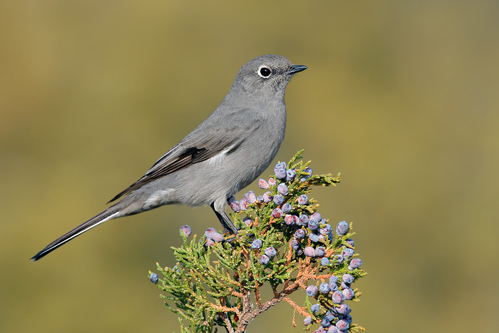 Townsend's Solitaire