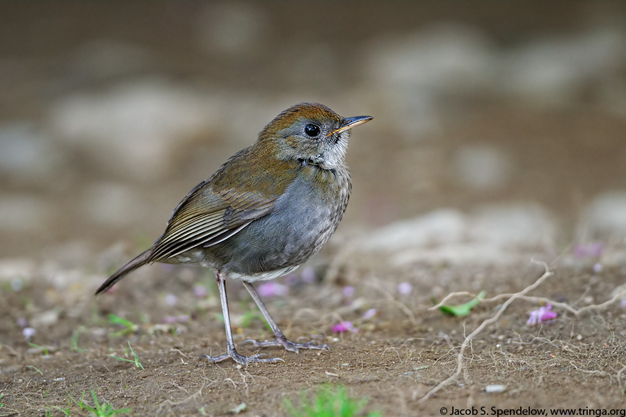 Ruddy-capped Nightingale-Thrush