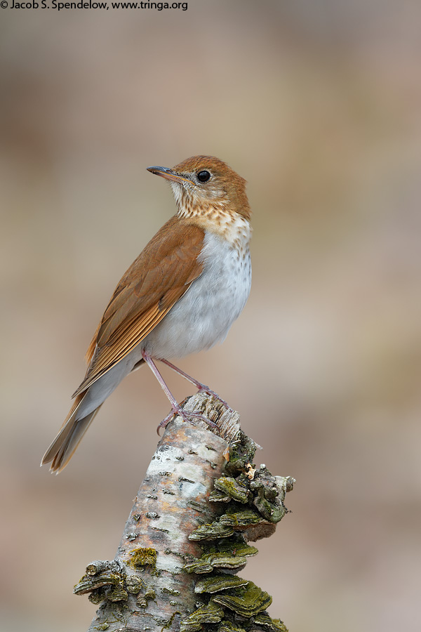 Veery