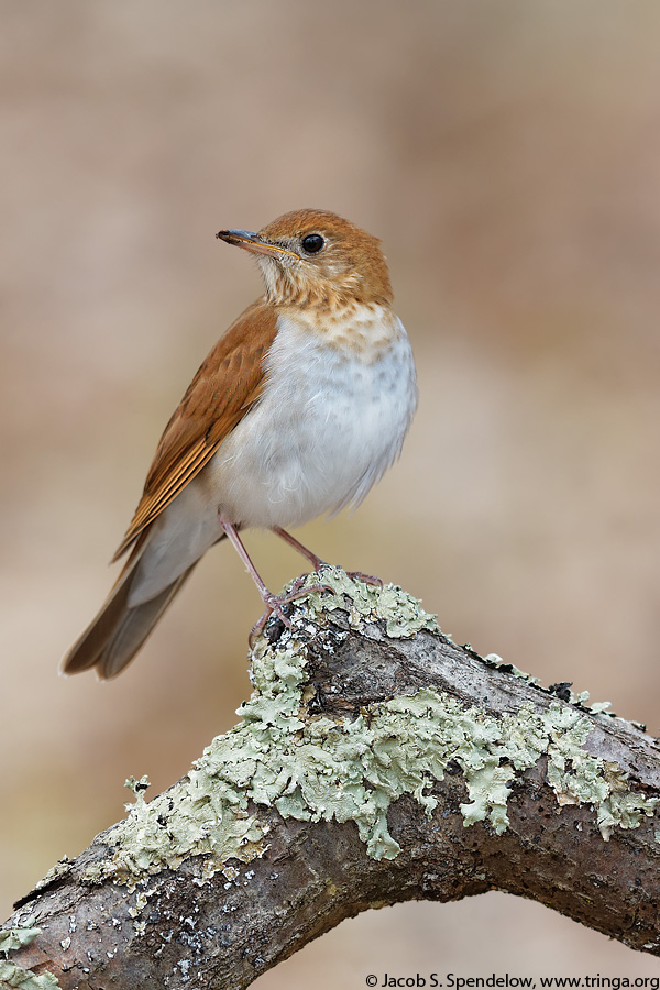 Veery