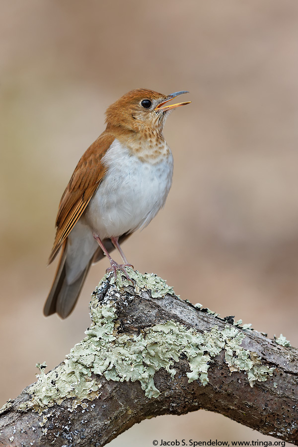 Veery