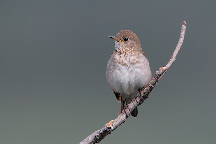 Gray-cheeked Thrush