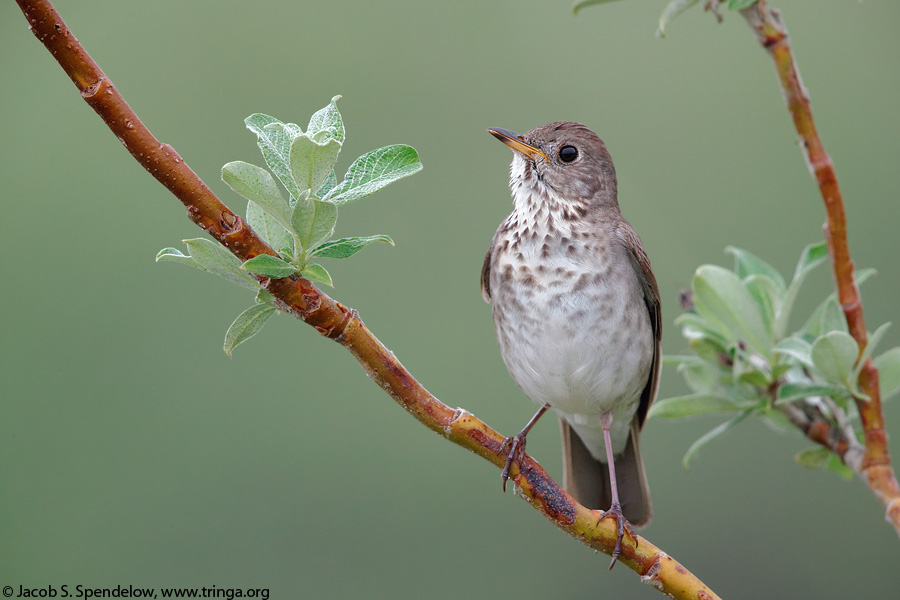 Gray-cheeked Thrush