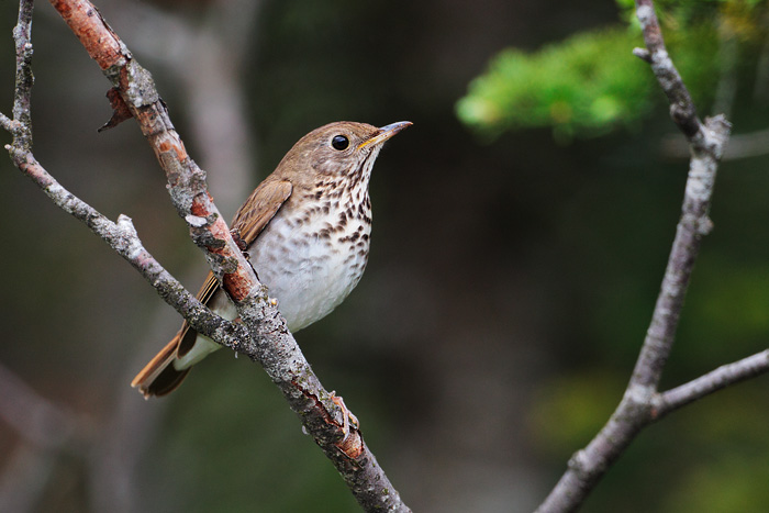 Bicknell's Thrush