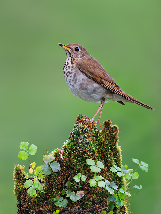 Bicknell's Thrush