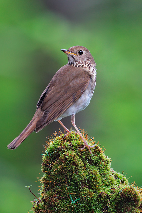 Bicknell's Thrush